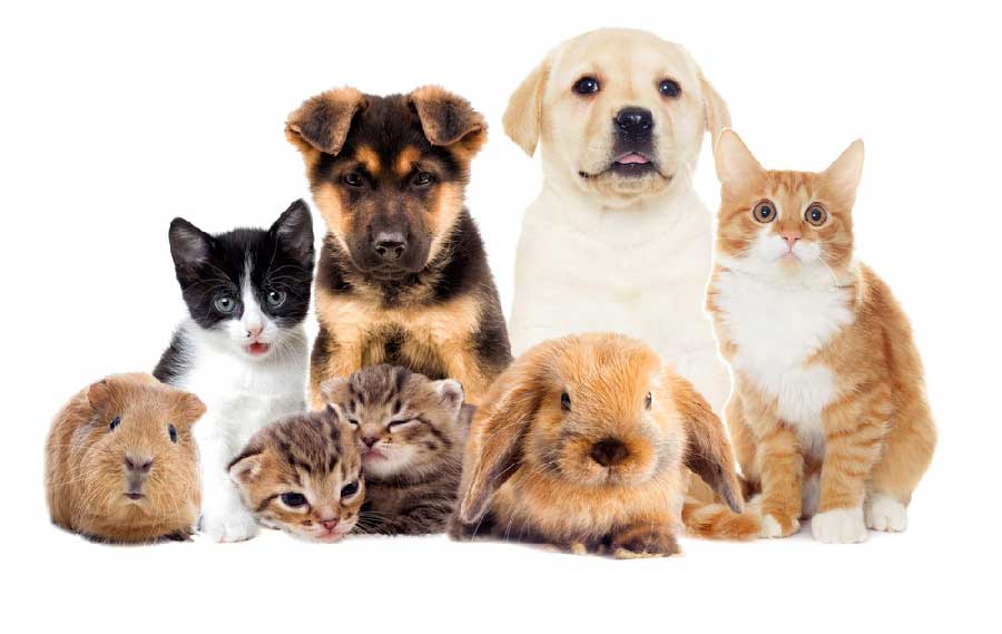 Visite à domicile Animaux chiens chats Nac à Nantes 44 ⋆ Anim Holidays