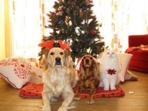 Réservations de Noël 2020 gardes, visites, chien, chat…