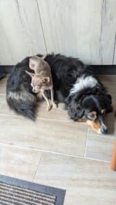 Super vacances avec Anim Holidays . Garde idéale pour les animaux