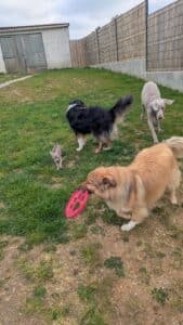 Super vacances avec Anim Holidays . Garde idéale pour les animaux