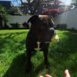 Garde d&rsquo;Animaux:  Réserver pour  les Ponts de Mai !