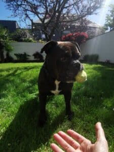 Garde d&rsquo;Animaux:  Réserver pour  les Ponts de Mai !