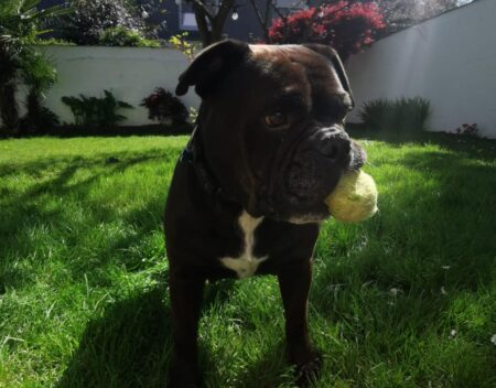 Garde d&rsquo;Animaux:  Réserver pour  les Ponts de Mai !