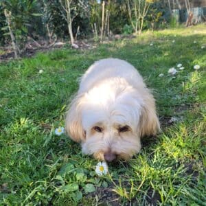 Super vacances avec Anim Holidays . Garde idéale pour les animaux