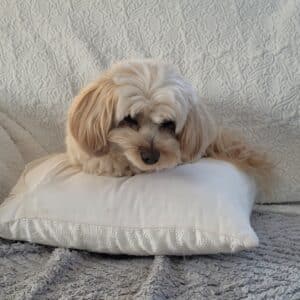 Super vacances avec Anim Holidays . Garde idéale pour les animaux