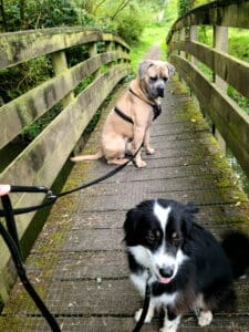 Super vacances avec Anim Holidays . Garde idéale pour les animaux