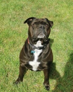 Super vacances avec Anim Holidays . Garde idéale pour les animaux