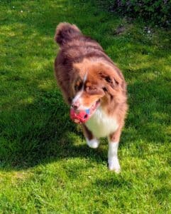 Super vacances avec Anim Holidays . Garde idéale pour les animaux